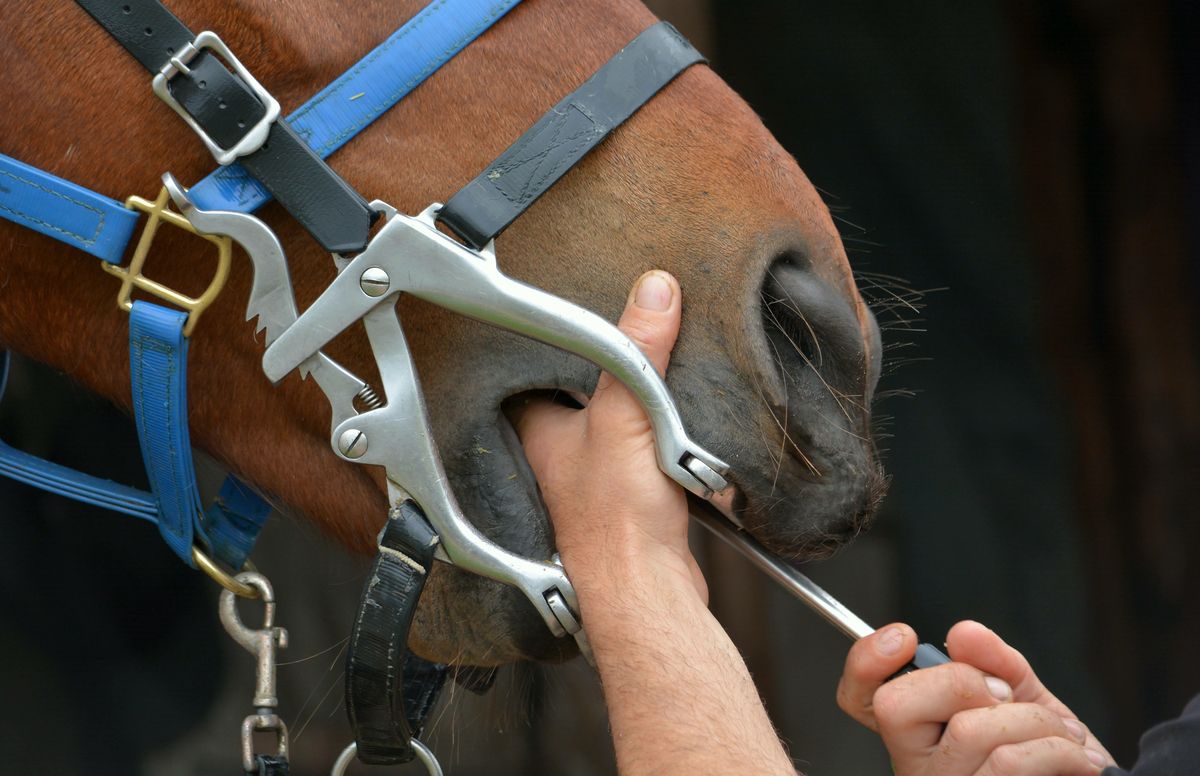 Equine Horse Dentistry