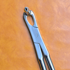 Long Nose 21" Equine Dental Forceps
