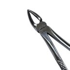 Dental Extraction Curved Forceps 7"